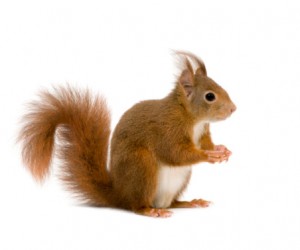 squirrel