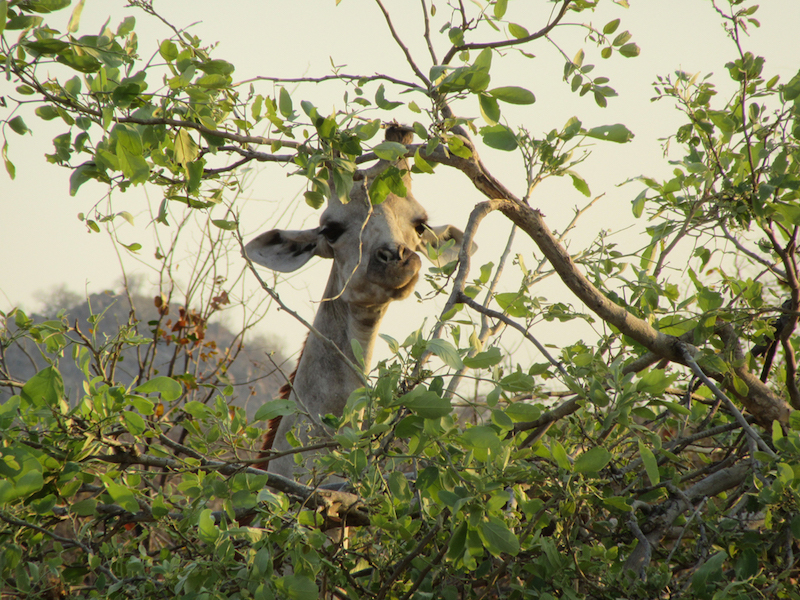 Giraffe eating from the tree tops