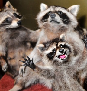 Raccoon_Taxidermy_Anthropomorphism